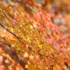 伊藤公記念公園の紅葉