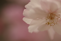 サクラサク別日