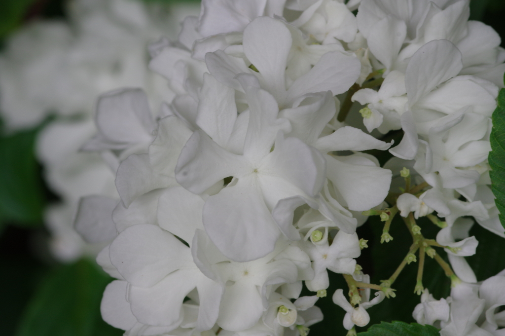 以前の母の日のプレゼント