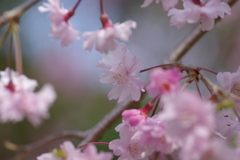 サクラサク別日