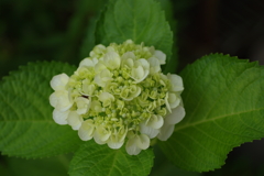 庭紫陽花