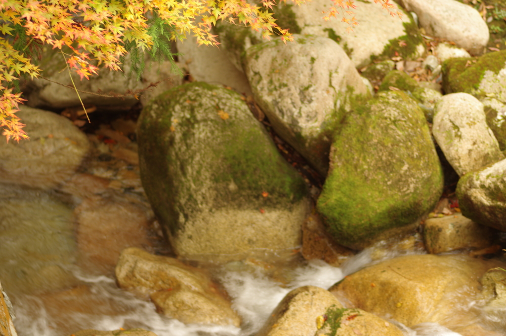 紅葉狩り２０２１