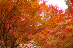 紅葉狩り２０２１