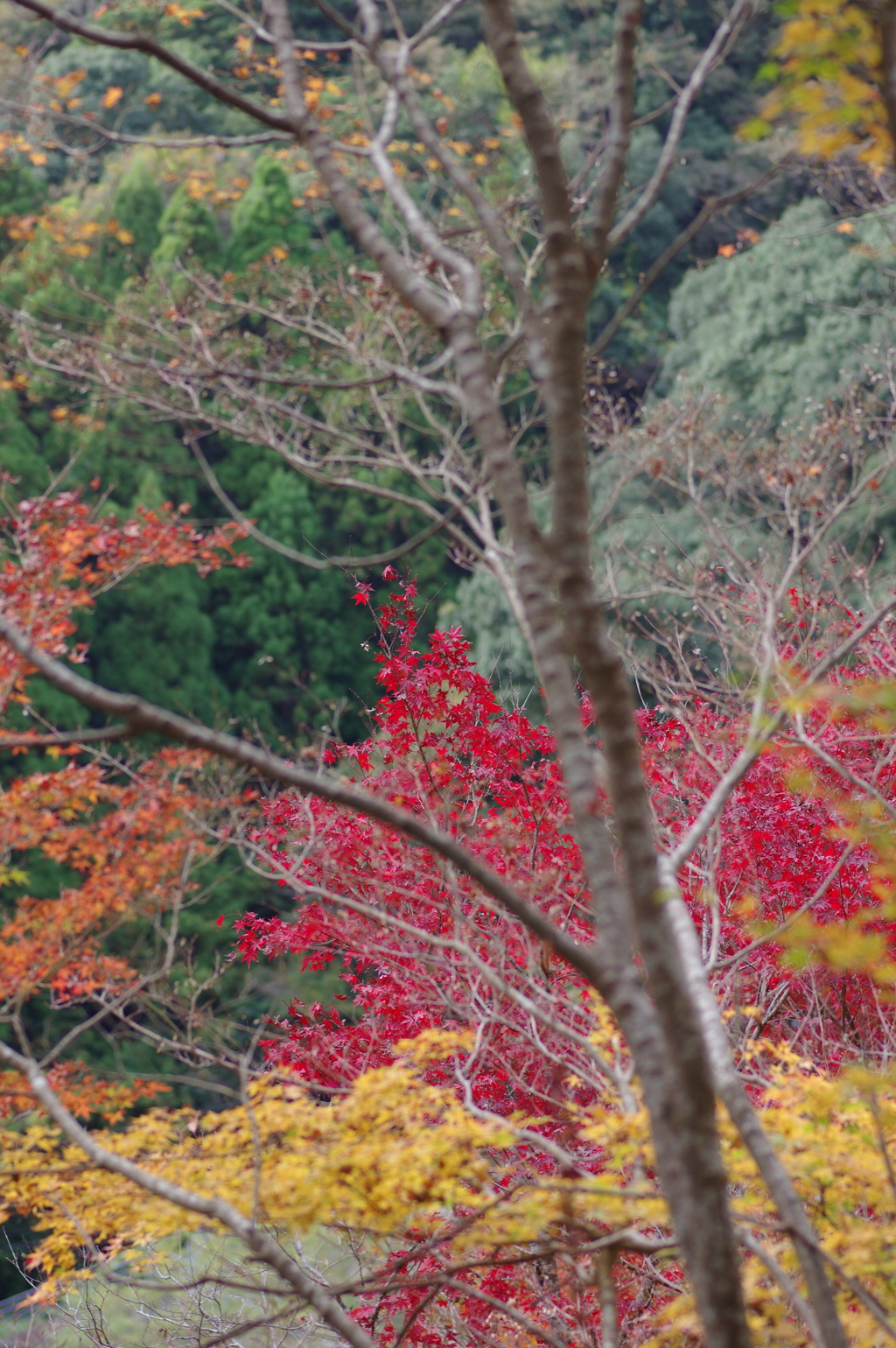 親子で紅葉狩り