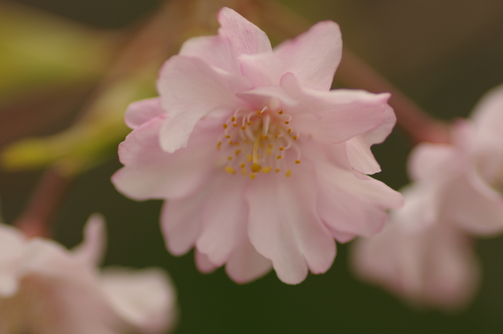 サクラサク別日