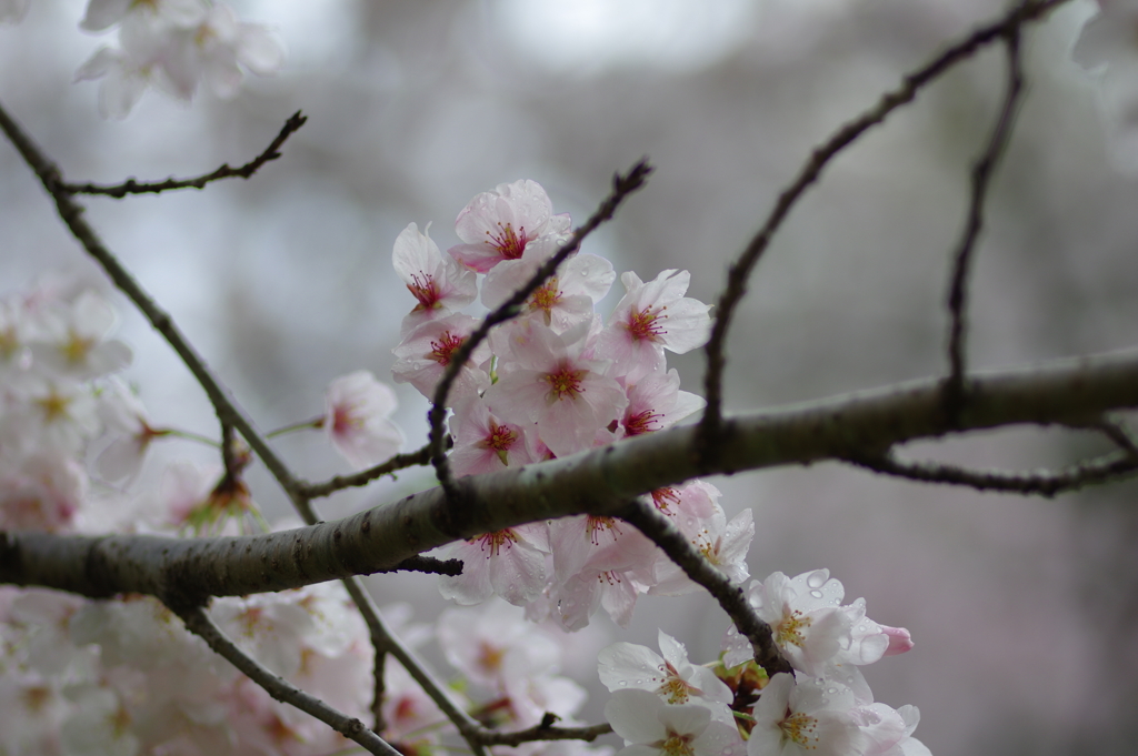 雨上がり一人でお花見
