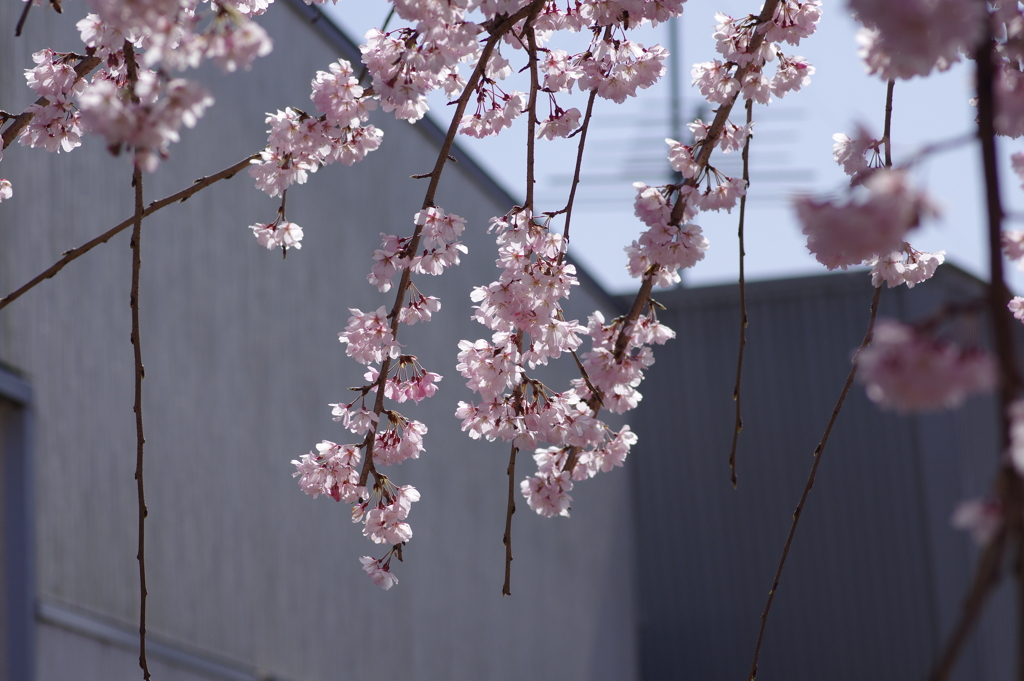 親子で花見散歩
