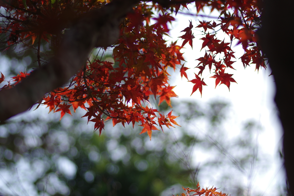 ようやく色づいた庭紅葉
