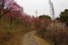 冠梅園