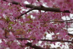 一面桜