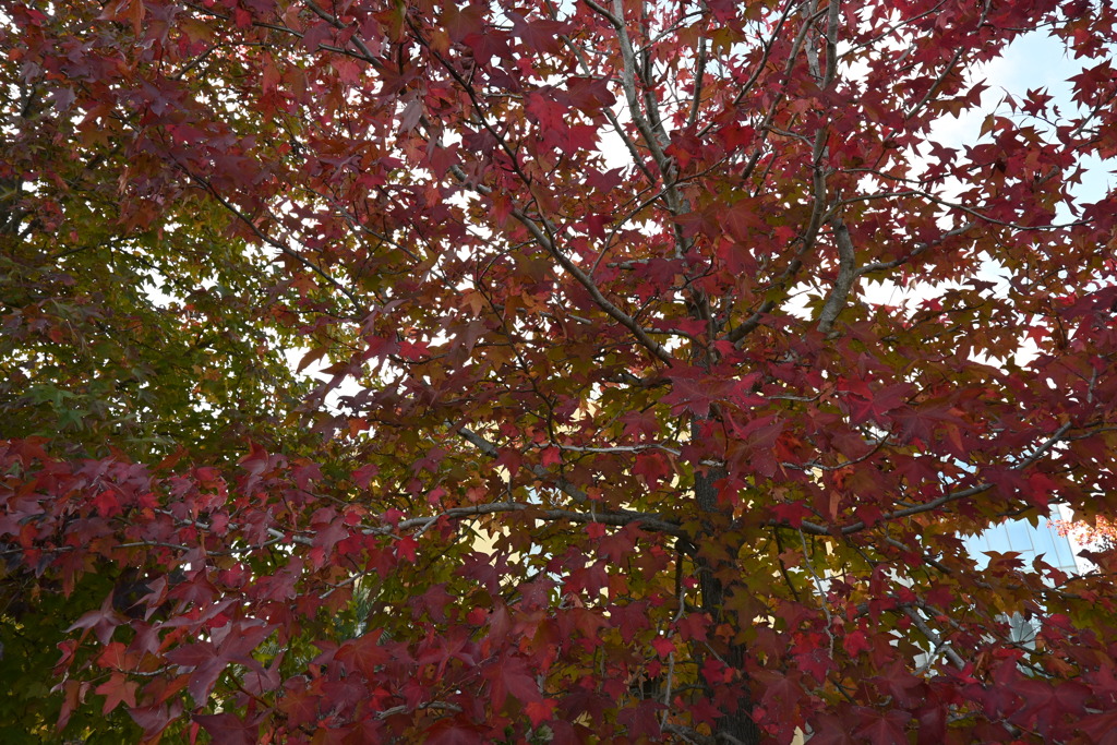 初めての一眼と紅葉W