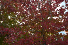 初めての一眼と紅葉W