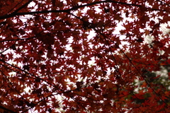 紅葉狩り２０２１