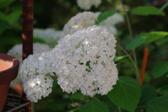 実家の紫陽花