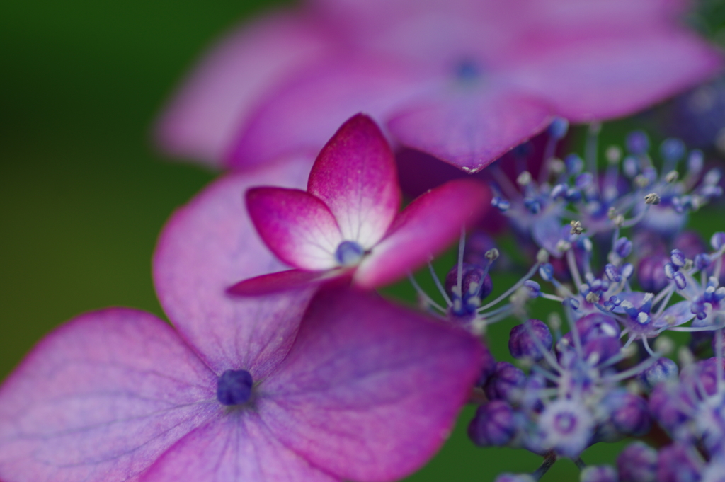続庭紫陽花