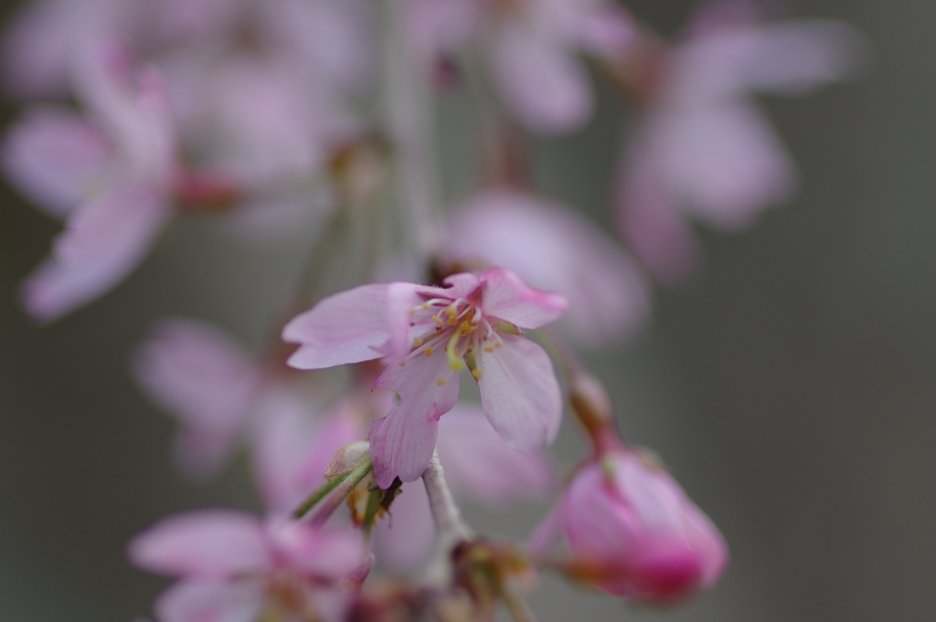 子供を抱えながらの花見