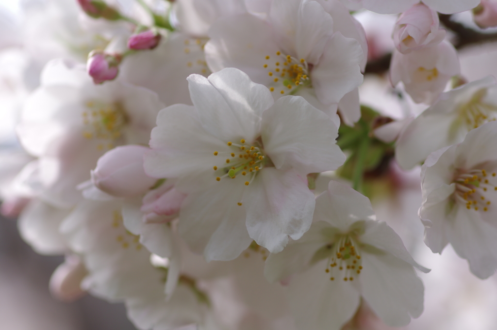 続花見は写真で