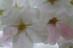 子供を抱えながらの花見