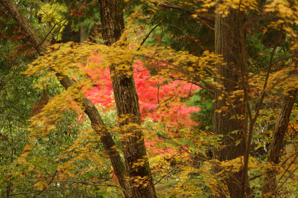 紅葉狩り２０２１