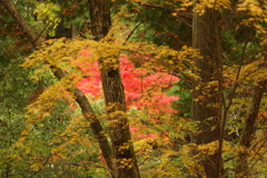 紅葉狩り２０２１