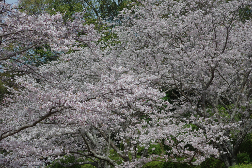 今年の桜は見頃が撮れず