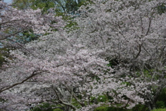 今年の桜は見頃が撮れず