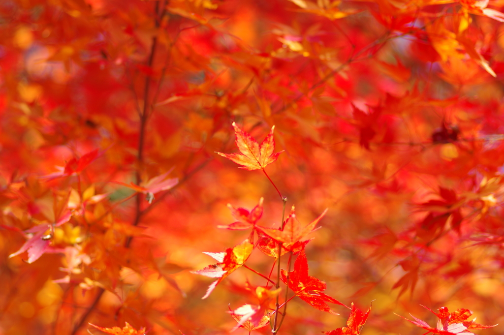 伊藤公記念公園の紅葉