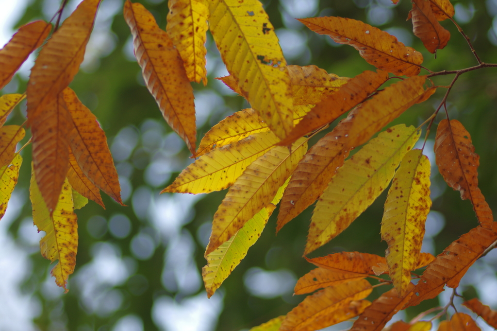 カメラ２台を抱えて紅葉終わり