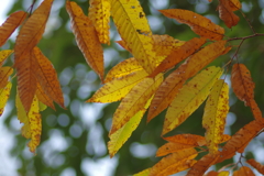 カメラ２台を抱えて紅葉終わり