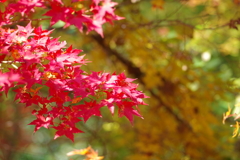 伊藤公記念公園の紅葉
