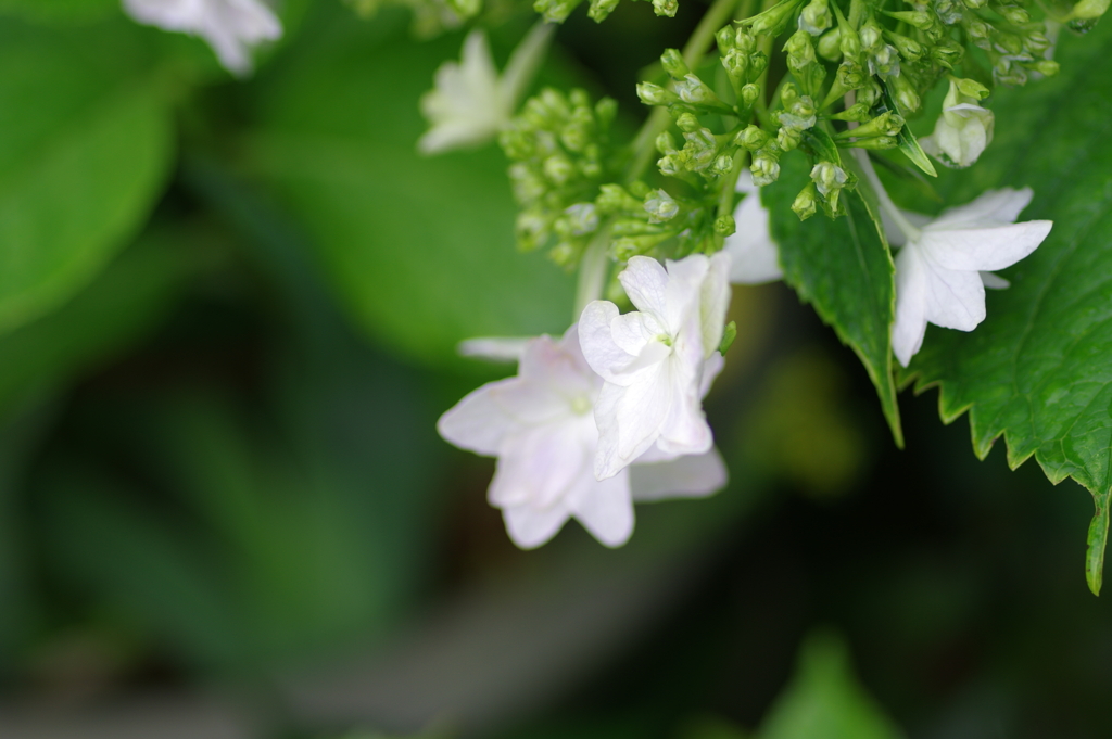 庭紫陽花