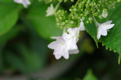 庭紫陽花
