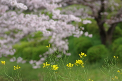 続花見は写真で
