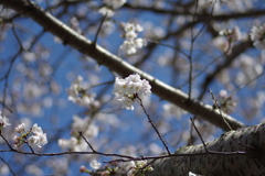 いつもの花見スポットで