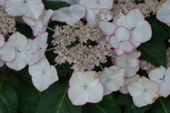 庭紫陽花