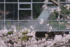 続花見は写真で