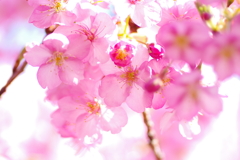 河津桜2021