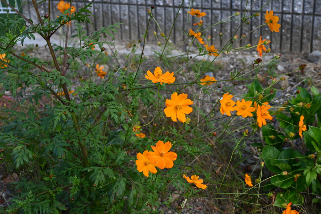 初めての一眼と紅葉W
