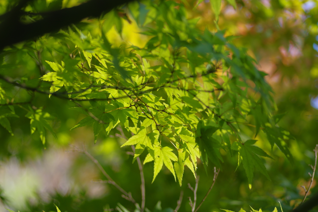緑葉