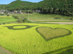 別の田んぼアート１