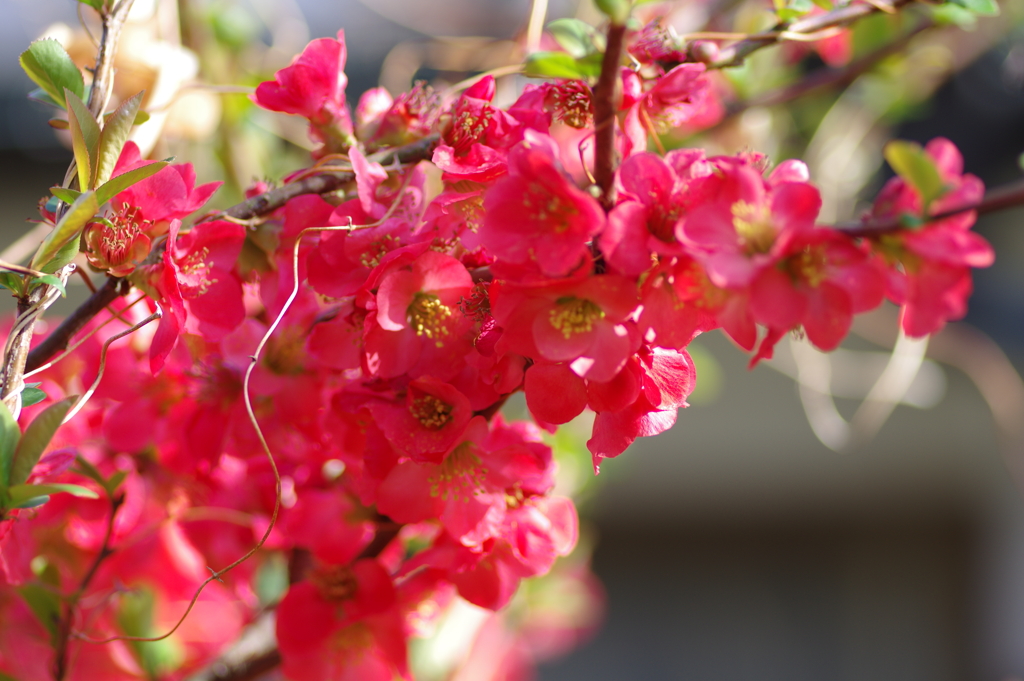 ひっそりと咲いていた木瓜の花