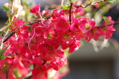 ひっそりと咲いていた木瓜の花