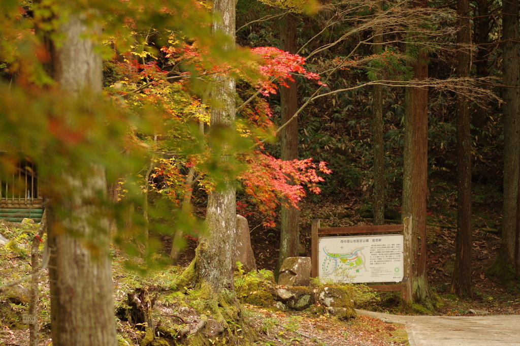 紅葉狩り２０２１