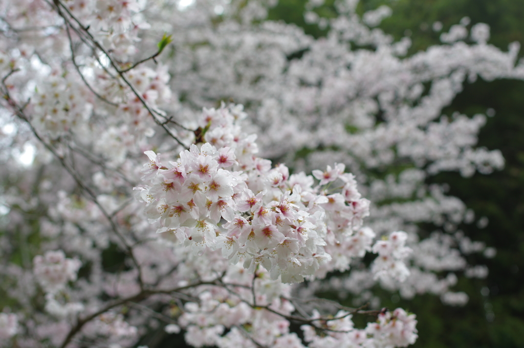 雨上がり一人でお花見