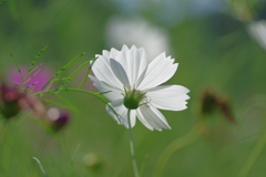 秋桜