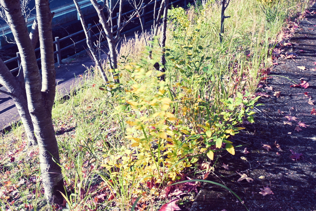 スポーツ公園内でウォーキング撮影
