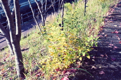 スポーツ公園内でウォーキング撮影