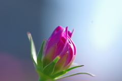 秋桜