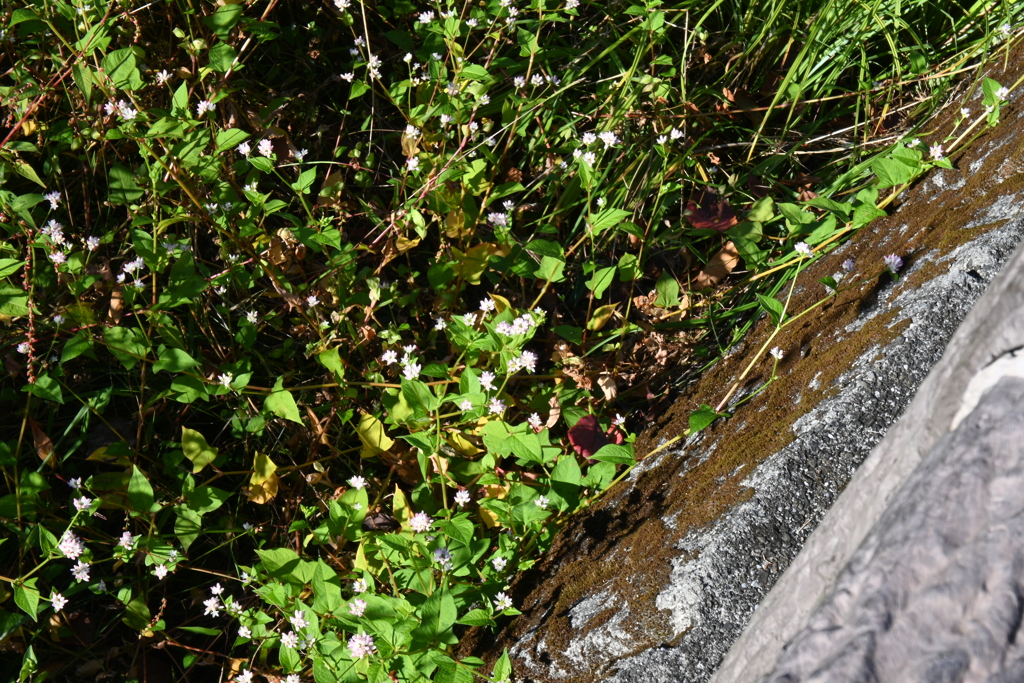 スポーツ公園内でウォーキング撮影