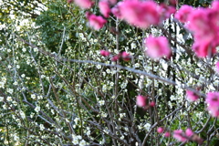 冠梅園